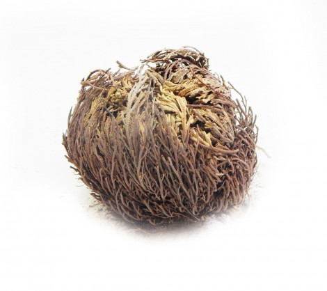 Ρόδο της Ιεριχούς: Προστασία, Αγάπη, Γονιμότητα, Ευημερία, Πλούτος, Πραγματοποίηση Ευχών