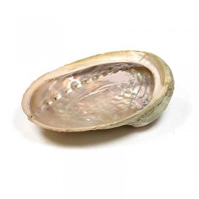 Κοχύλι Καπνίσματος Abalone για Θυμίαμα 12-16cm