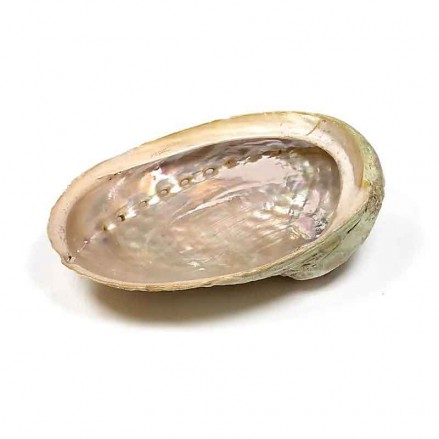 Κοχύλι Καπνίσματος Abalone για Θυμίαμα 12-16cm